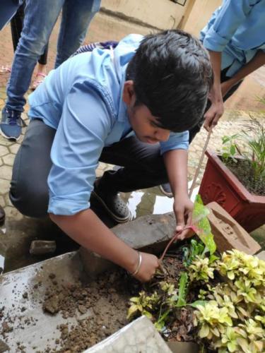 Tree Plantation (2)