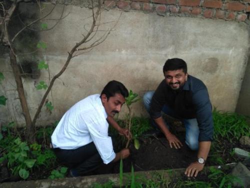 Tree Plantation (3)