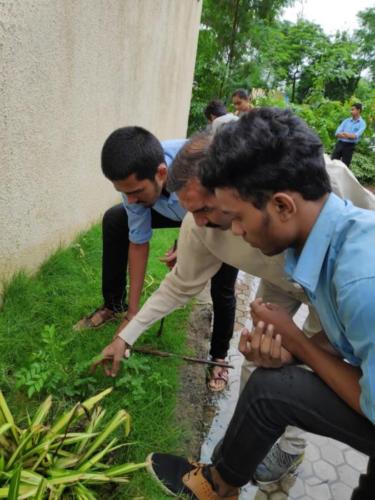 Tree Plantation (3)